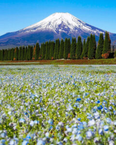 山中湖花の都公園、富士山、ネモフィラ、４月春、山梨県南都留郡の観光・撮影スポットの名所