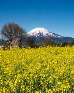 山中湖花の都公園、富士山、菜の花、４月春、山梨県南都留郡の観光・撮影スポットの名所