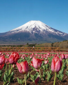 山中湖花の都公園、富士山、チューリップ、４月春、山梨県南都留郡の観光・撮影スポットの名所