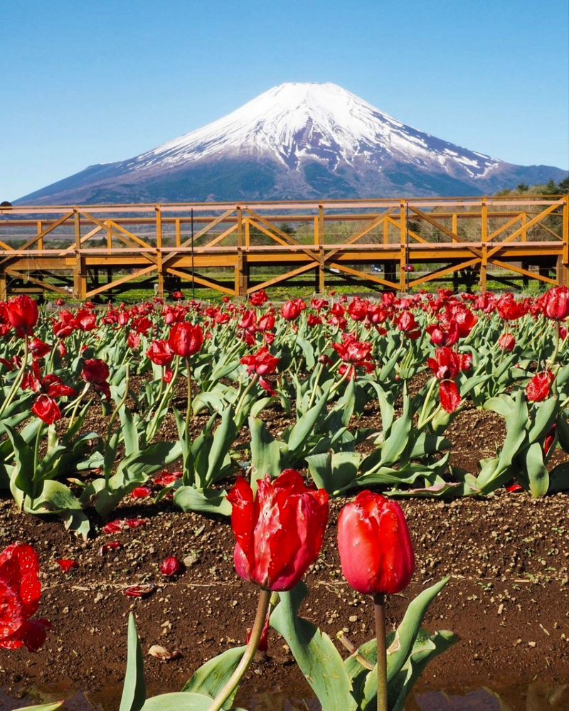 山中湖花の都公園、富士山、チューリップ、４月春、山梨県南都留郡の観光・撮影スポットの名所
