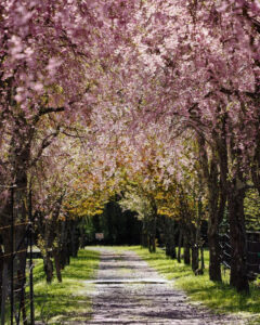 山中湖花の都公園、しだれ桜、４月春、山梨県南都留郡の観光・撮影スポットの名所