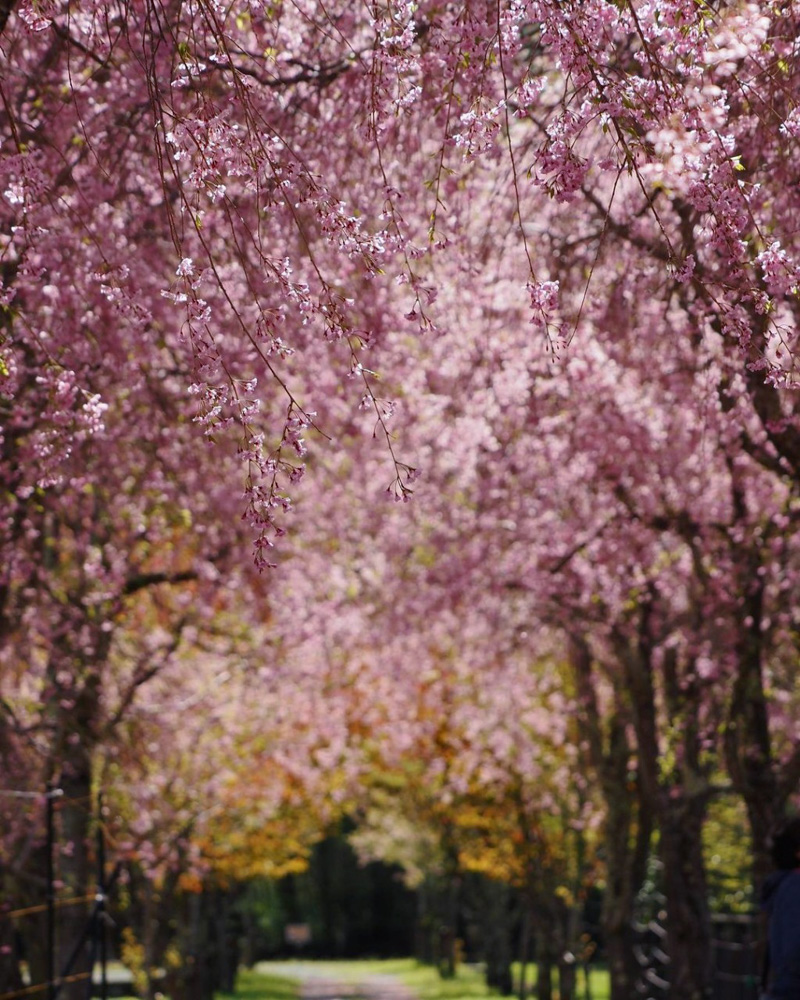 山中湖花の都公園、しだれ桜、４月春、山梨県南都留郡の観光・撮影スポットの名所