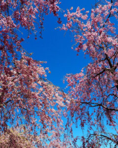 山中湖花の都公園、しだれ桜、４月春、山梨県南都留郡の観光・撮影スポットの名所