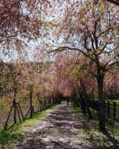 山中湖花の都公園、しだれ桜、４月春、山梨県南都留郡の観光・撮影スポットの名所