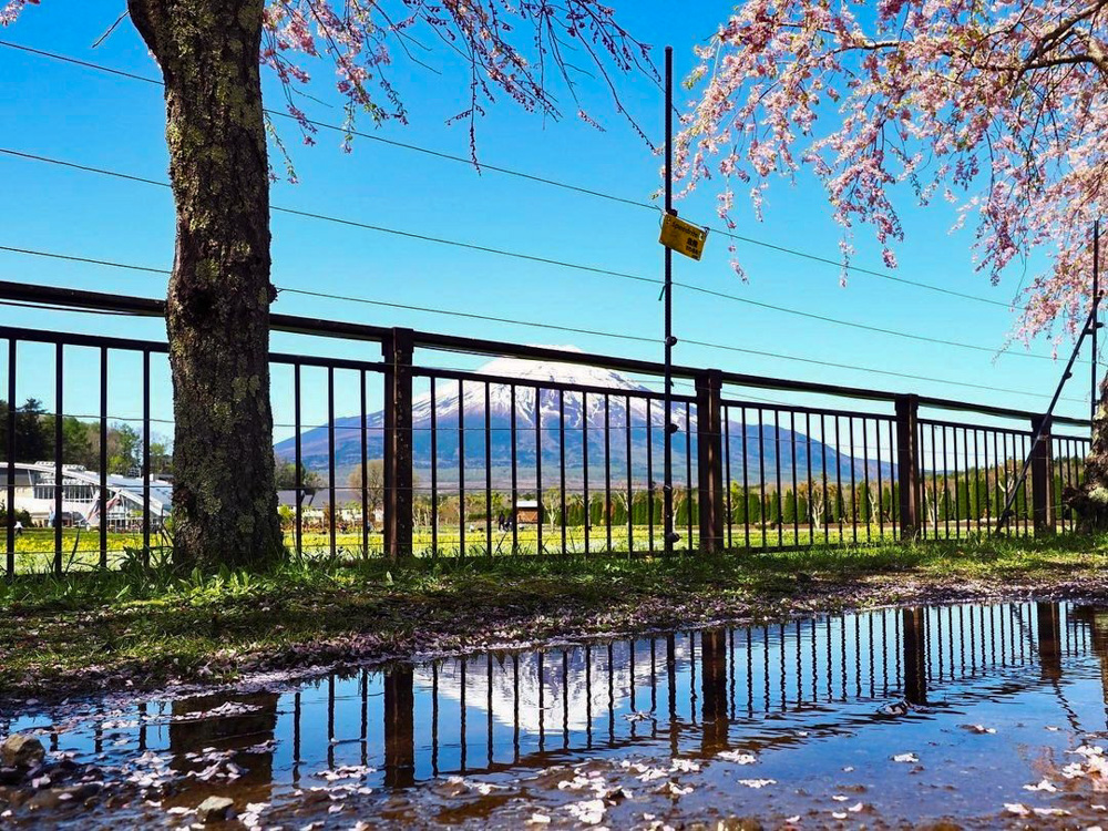 山中湖花の都公園、富士山、４月春、山梨県南都留郡の観光・撮影スポットの名所
