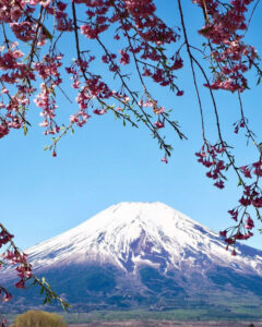 山中湖花の都公園、富士山、しだれ桜、４月春、山梨県南都留郡の観光・撮影スポットの名所