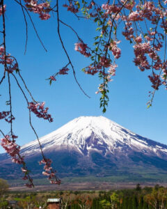 山中湖花の都公園、富士山、しだれ桜、４月春、山梨県南都留郡の観光・撮影スポットの名所