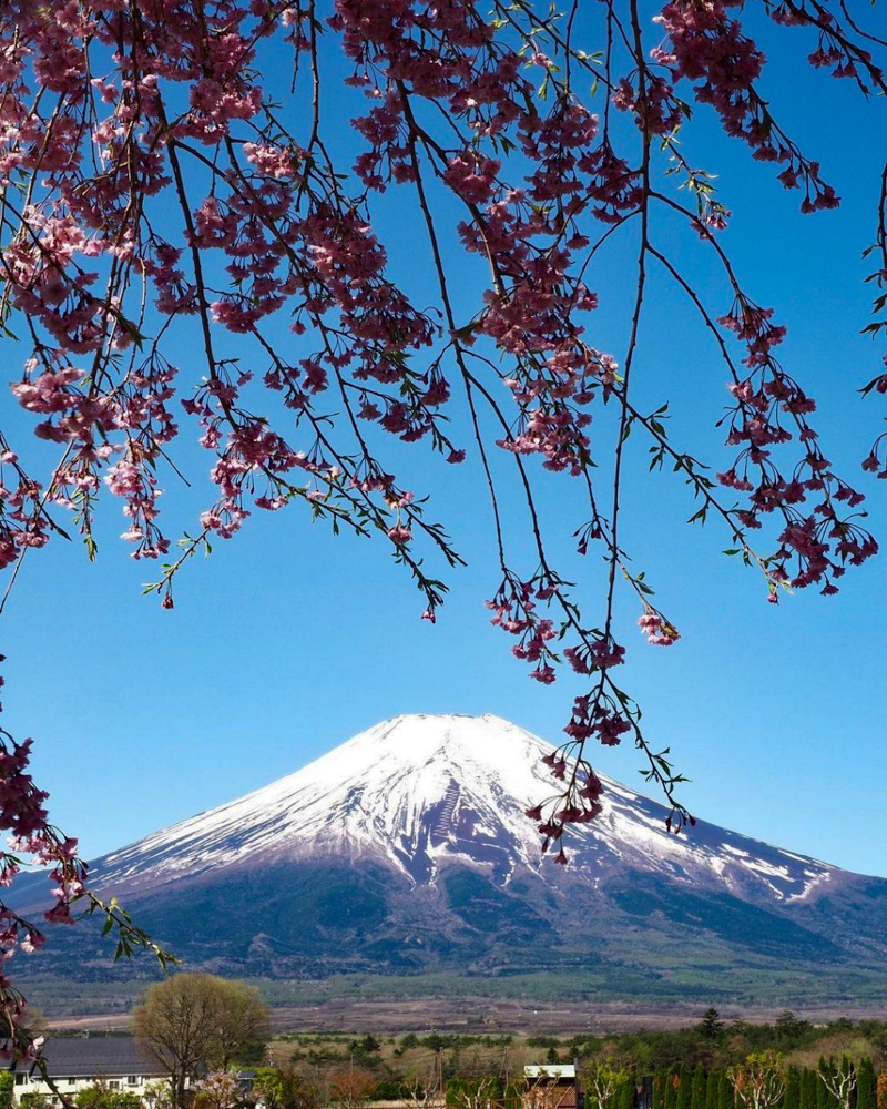 山中湖花の都公園、富士山、しだれ桜、４月春、山梨県南都留郡の観光・撮影スポットの名所