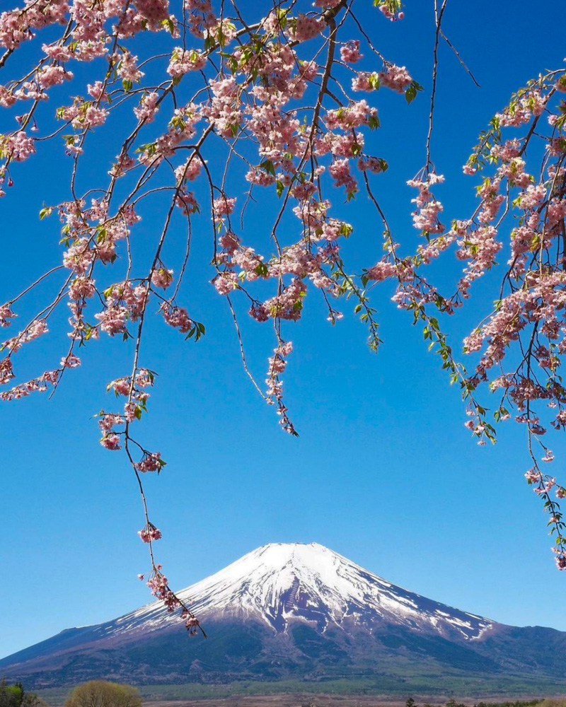 山中湖花の都公園、富士山、しだれ桜、４月春、山梨県南都留郡の観光・撮影スポットの名所