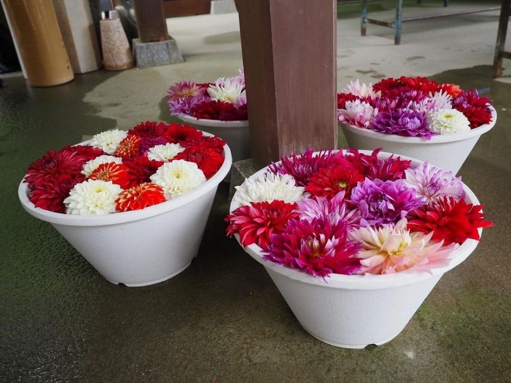 岡寺、花手水舎、あじさい、６月夏の花、奈良県高市郡の観光・撮影スポットの名所
