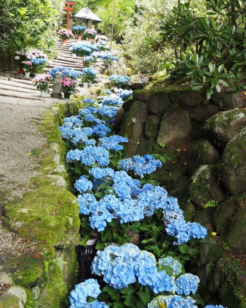 岡寺、あじさい、６月夏の花、奈良県高市郡の観光・撮影スポットの名所