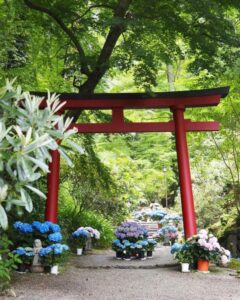 岡寺、あじさい、６月夏の花、奈良県高市郡の観光・撮影スポットの名所