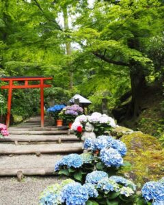 岡寺、あじさい、６月夏の花、奈良県高市郡の観光・撮影スポットの名所
