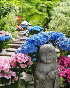岡寺、あじさい、６月夏の花、奈良県高市郡の観光・撮影スポットの名所