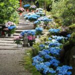 岡寺、あじさい、６月夏の花、奈良県高市郡の観光・撮影スポットの名所
