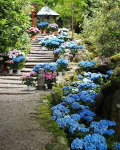 岡寺、あじさい、６月夏の花、奈良県高市郡の観光・撮影スポットの名所
