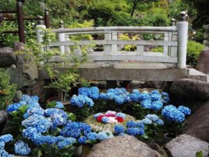 岡寺、花手水舎、あじさい、６月夏の花、奈良県高市郡の観光・撮影スポットの名所