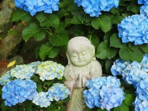 岡寺、あじさい、６月夏の花、奈良県高市郡の観光・撮影スポットの名所