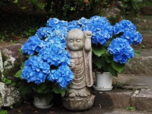 岡寺、あじさい、６月夏の花、奈良県高市郡の観光・撮影スポットの名所