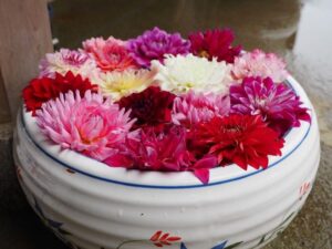 岡寺、花手水舎、あじさい、６月夏の花、奈良県高市郡の観光・撮影スポットの名所