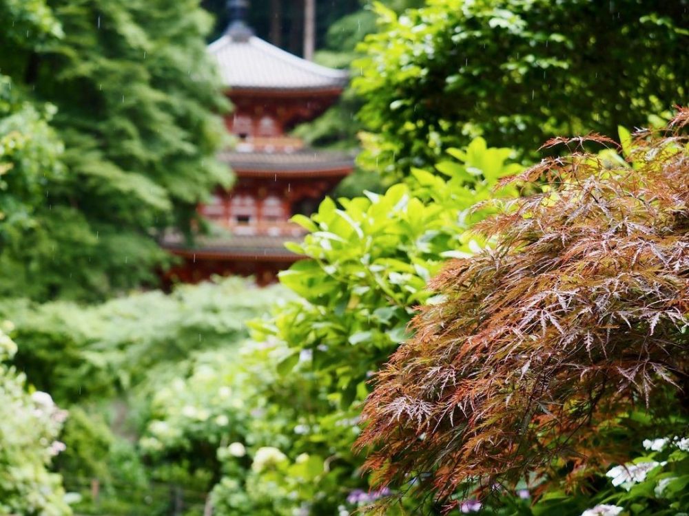 岩船寺 、あじさい、夏景色、新緑、6月夏、京都府京都市の観光・撮影スポットの名所