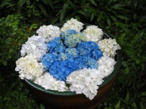 岩船寺 、花手水舎、夏景色、新緑、6月夏、京都府京都市の観光・撮影スポットの名所