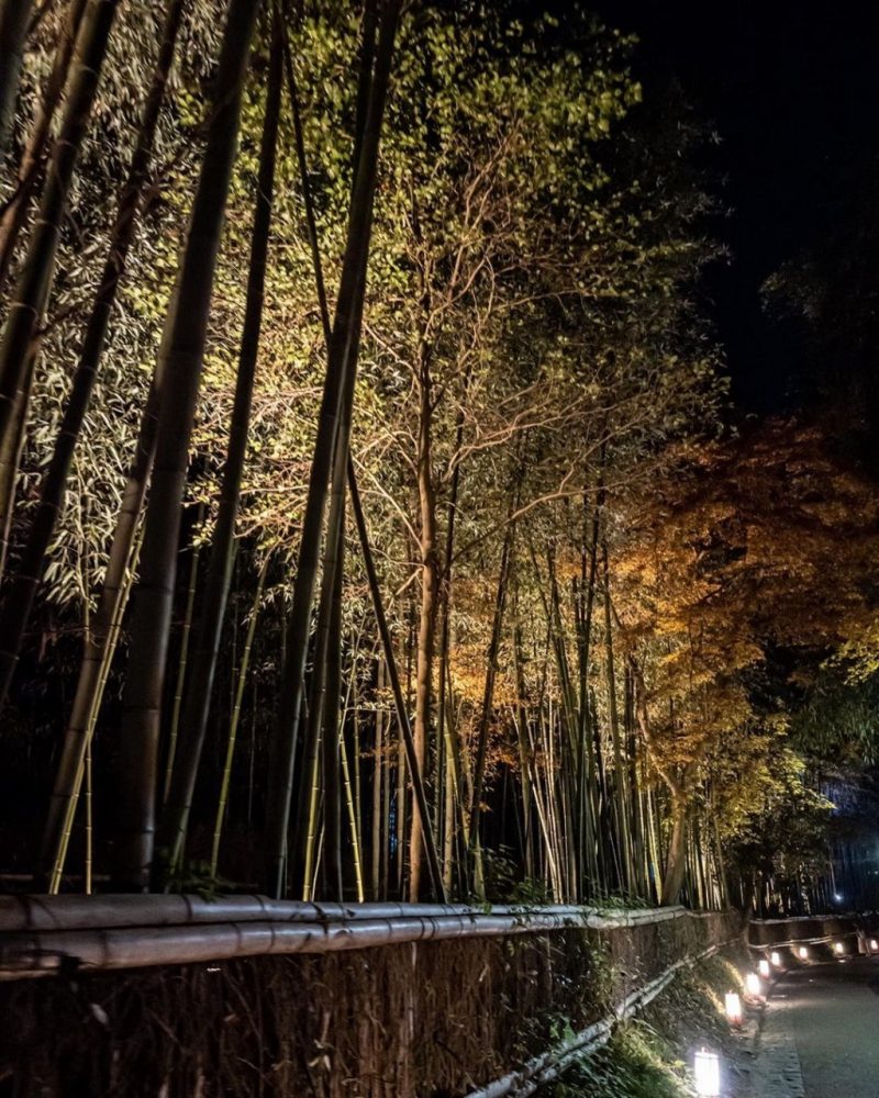 嵯峨嵐山 花灯路、竹林、ライトアップ、12月冬、京都府京都市の観光・撮影スポットの名所