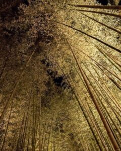 嵯峨嵐山 花灯路、竹林、ライトアップ、12月冬、京都府京都市の観光・撮影スポットの名所