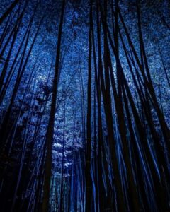 嵯峨嵐山 花灯路、竹林、ライトアップ、12月冬、京都府京都市の観光・撮影スポットの名所