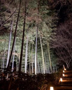 嵯峨嵐山 花灯路、竹林、ライトアップ、12月冬、京都府京都市の観光・撮影スポットの名所
