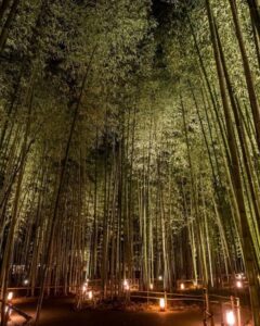 嵯峨嵐山 花灯路、竹林、ライトアップ、12月冬、京都府京都市の観光・撮影スポットの名所