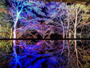 嵯峨（さが）嵐山 祐齋亭、紅葉ライトアップ、日本庭園、11月秋、京都府京都市の観光・撮影スポットの名所