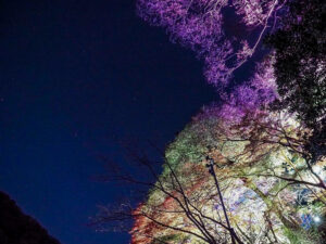 嵯峨（さが）嵐山 祐齋亭、紅葉ライトアップ、日本庭園、11月秋、京都府京都市の観光・撮影スポットの名所