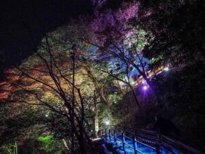 嵯峨（さが）嵐山 祐齋亭、紅葉ライトアップ、日本庭園、11月秋、京都府京都市の観光・撮影スポットの名所