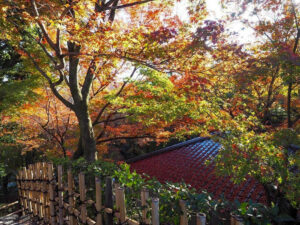 平等院鳳凰堂 、紅葉、11月秋、京都府宇治市の観光・撮影スポットの名所