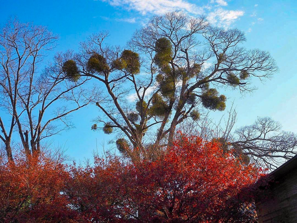 平等院鳳凰堂 、紅葉、11月秋、京都府宇治市の観光・撮影スポットの名所