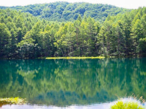 御射鹿池、新緑、夏景色　水景色、夏、8月夏、長野県茅野市の観光・撮影スポットの名所