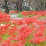 徳山の彼岸花、9月秋、滋賀県長浜市の観光・撮影スポットの名所