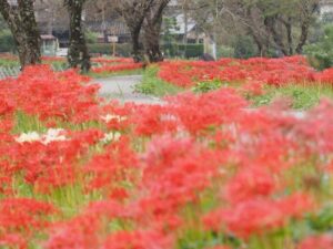 徳山の彼岸花、9月秋、滋賀県長浜市の観光・撮影スポットの名所