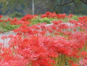 徳山の彼岸花、9月秋、滋賀県長浜市の観光・撮影スポットの名所