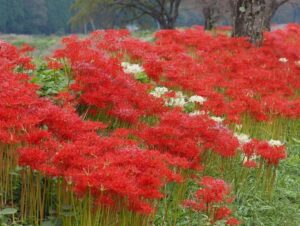 徳山の彼岸花、9月秋、滋賀県長浜市の観光・撮影スポットの名所