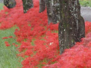 徳山の彼岸花、9月秋、滋賀県長浜市の観光・撮影スポットの名所