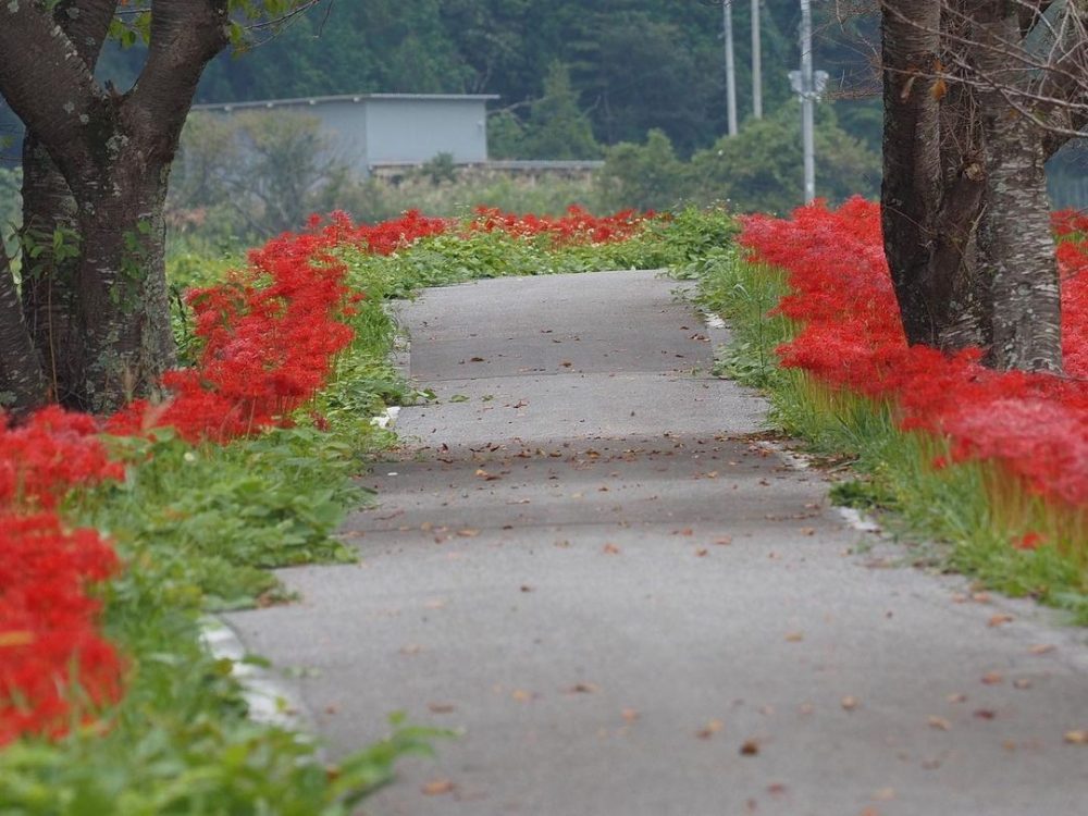 徳山の彼岸花、9月秋、滋賀県長浜市の観光・撮影スポットの名所