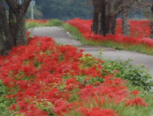 徳山の彼岸花、9月秋、滋賀県長浜市の観光・撮影スポットの名所