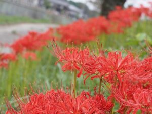 徳山の彼岸花、9月秋、滋賀県長浜市の観光・撮影スポットの名所