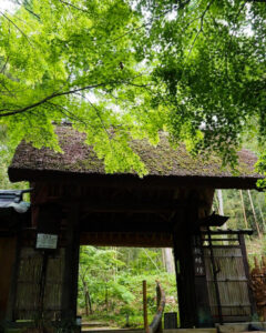 教林坊 、夏景色、新緑、もみじ、6月夏、滋賀県近江八幡市の観光・撮影スポットの名所