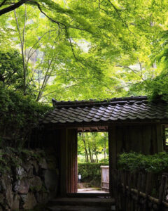教林坊 、夏景色、新緑、もみじ、6月夏、滋賀県近江八幡市の観光・撮影スポットの名所