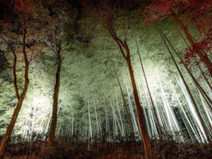 教林坊 、竹林、ライトアップ、11月秋、滋賀県近江八幡市の観光・撮影スポットの名所