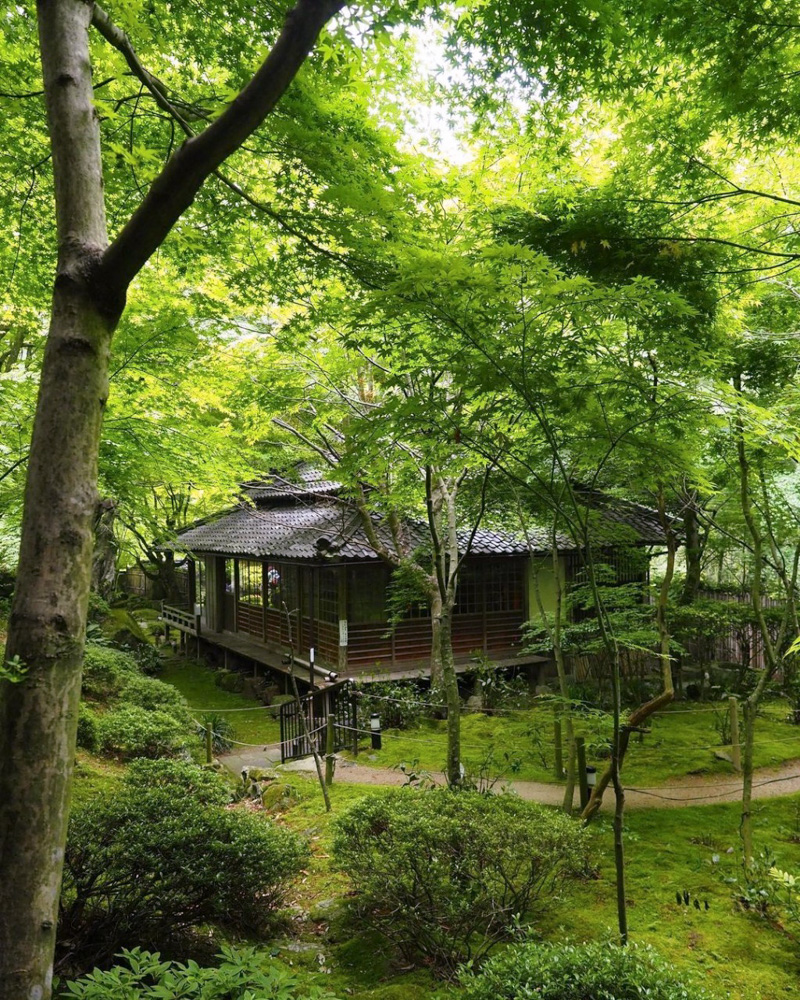 教林坊 、夏景色、新緑、もみじ、6月夏、滋賀県近江八幡市の観光・撮影スポットの名所