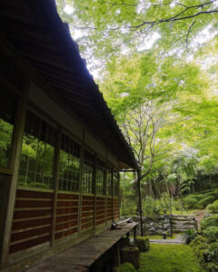 教林坊 、夏景色、新緑、もみじ、6月夏、滋賀県近江八幡市の観光・撮影スポットの名所